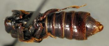 Media type: image;   Entomology 20239 Aspect: habitus ventral view